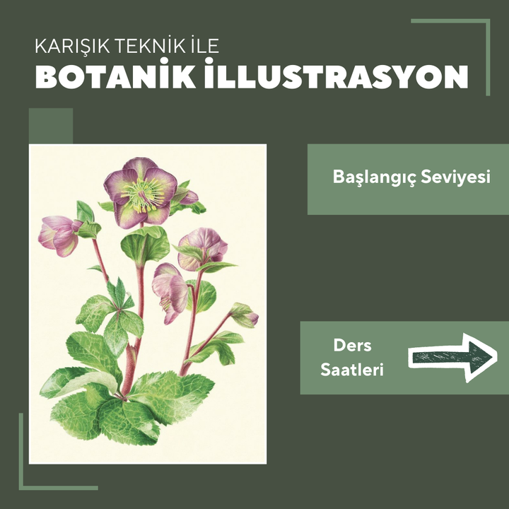 Botanik İllustrasyon  - Yüz Yüze